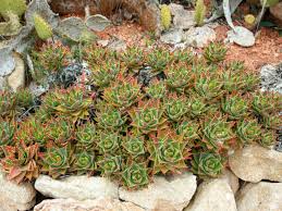 Image result for Aloe nuttii