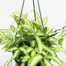 Image result for Pteris cretica