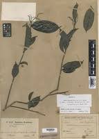 Image result for Euphorbia depauperata