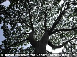 Image result for Canarium schweinfurthii