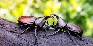 Maybe you would like to learn more about one of these? Nashornkafer Oryctes Nasicornis Verminscout