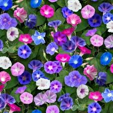 Horned violet is an annual with round leaves and fragrant flowers in purple and blue color. Purple Blue Flowers Yimer