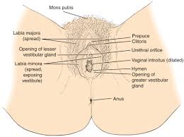 It occurs when the internal tissues push through a weak spot in the groin. Mons Pubis An Overview Sciencedirect Topics