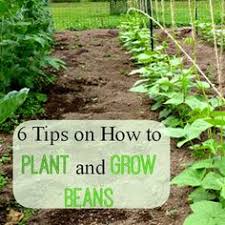 Pole beans need ample space to grow, and won't grow well in compact. 51 Best Growing Bush Beans Ideas Bush Beans Growing Bush Beans Beans