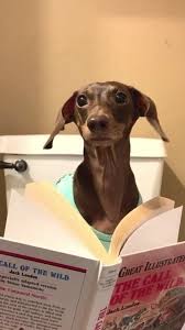 moonpie moonpie starbox tiktok watch moonpie s newest tiktok videos in 2021 dachshund puppy funny dachshund puppy funny animal videos