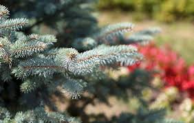 Maybe you would like to learn more about one of these? Grow Your Own Christmas Tree Alan Titchmarsh On What To Plant And Where To Plant It