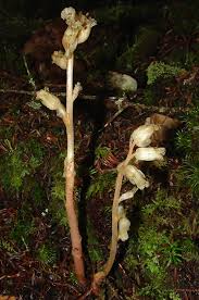 Image result for Monotropa  hypopitys