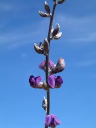 Image result for Neorautanenia mitis