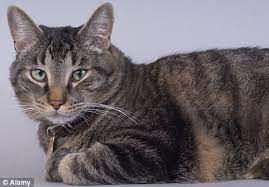 A brain tumor can form in the brain cells (as shown), or it can begin elsewhere and spread to the brain. Can The Cat Give You Cancer Parasite In Their Bellies Linked With Brain Tumours Daily Mail Online