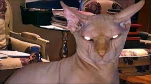 ياسمين عبد العزيز تشتري أغلى قط في العالم وترعب الجمهور بصورته Video Lion Sculpture Compilation Videos