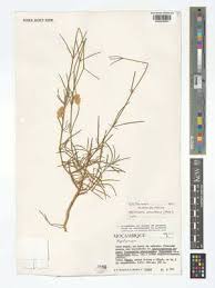 Image result for Kyphocarpa angustifolia