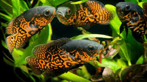 Jenis ikan hias ini sangat populer di kalangan pecinta ikan hias akuarium. Ikan Hias Besar 7 Ikan Hias Besar Untuk Aquarium Besar Kamu Hewan Air Info