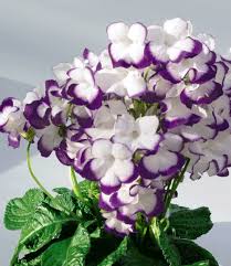 Streptocarpus Roulette Azur 1a Zimmerpflanzen Baldur Garten Lila Blumen Zimmerpflanzen Taglilie