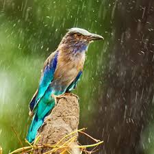 Sandesh Kadur photography - My favourite time of the year this is - the  monsoon is here & I'm itching to get out there to see how all the animals  and birds