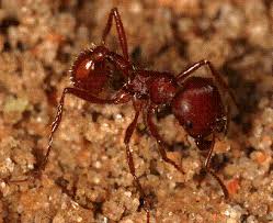 Image result for Pogonospermum subsessile