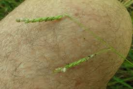 Image result for Urochloa dictyoneura
