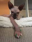 Post - Sphynx Cattery