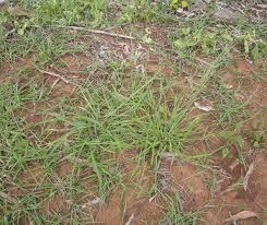 Image result for Eriochloa macclounii