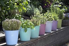 Help your container herbs thrive with the right soil, sun exposure, and fertilizer. How To Grow Herbs In Containers Gardener S Path