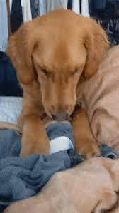 Search discover and share your favorite golden retriever gifs. Latest Golden Retriever Gifs Gfycat