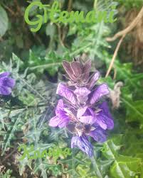 Image result for Suregada procera