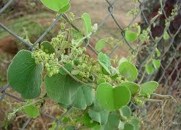 Image result for Cissampelos mucronata