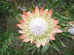 Finde fotos von kirstenbosch botanical garden. Kirstenbosch Einer Der Schonsten Botanischen Garten Der Welt Kapstadt Entdecken