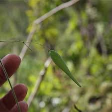 Image result for Blepharis burundiensis