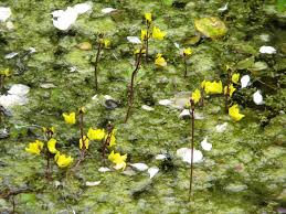 Image result for Utricularia