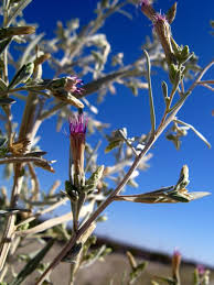 Image result for Pechuel-Loeschea leubnitziae