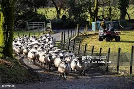 340 Post Time Farms Stock Photos, High-Res Pictures, and Images