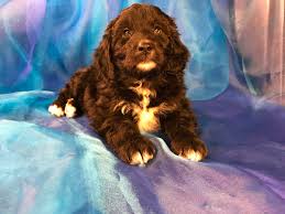Maybe you would like to learn more about one of these? Black And White Male Bernedoodle Puppies For Sale
