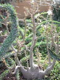 Image result for Pachypodium saundersii