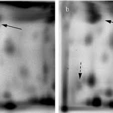 2D-TLC of intracellular nucleotides. Solvents Ta and Sb were used for...