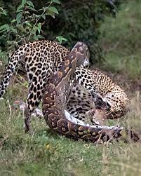 Python Constricts Leopard As It Fights Back | Masai Mara | An epic battle  between a leopard and a massive python! Incredible encounter caught on  camera on a safari drive in the