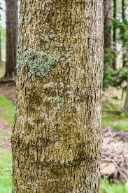 Image result for Juglans