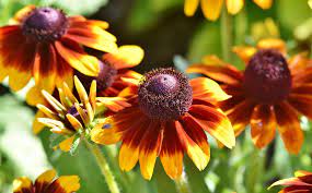Growers grow what people buy and people buy what growers grow. Dammann S Garden Company Hardy Native Plants For Indiana
