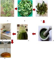 Image result for Rhamnus prinoides