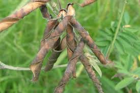 Image result for Tephrosia meisneri