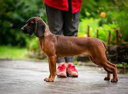 We did not find results for: Methods To Train Bavarian Mountain Scent Hound Strategies And Techniques For Easy Training Of Pets