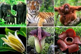 We did not find results for: Ide Pokok Beragamnya Flora Dan Fauna Indonesia Kelas 5 Sd