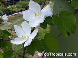 Check spelling or type a new query. Bauhinia Acuminata Dwarf White Orchid Tree White Bauhinia Kaa Long Snowy Orchid Toptropicals Com