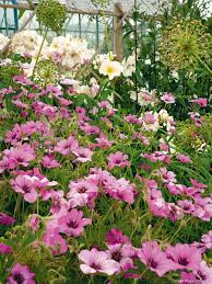 Creer Un Massif Pour 3 Fois Rien Avec Des Vivaces Parterre De Fleurs Jardin Potager Idees Jardin