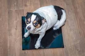 Image result for chihuahua big obesity