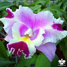 Orchideengarten In Dahlenburg On Instagram Cattleya Sherry Baby Dahlenburg Orchid Orquideas Orchideeen Orkideer Or Orchid Flower Rare Flowers Flowers