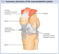Related posts of muscles and tendons of the leg. Effects Of Bedrest 5 The Muscles Joints And Mobility Nursing Times