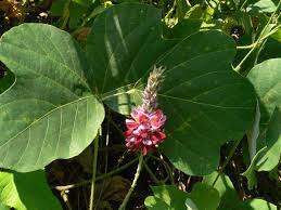 Image result for Pueraria