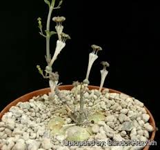 Image result for Ceropegia multiflora