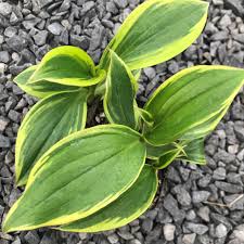 Image result for Triumfetta tenuipedunculata