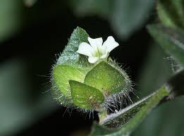 Image result for Phaulopsis imbricata